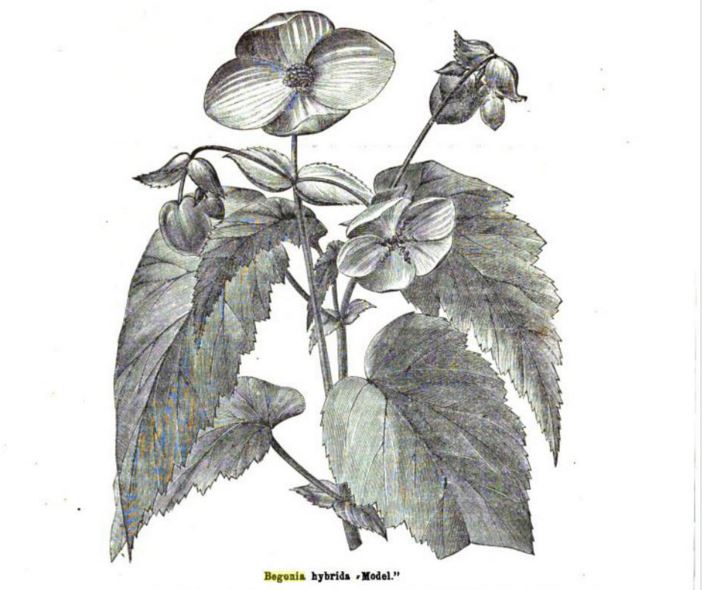 B. ‘Model’